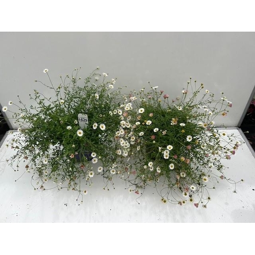 1629 - Two perennial Erigeron. Not available for in-house P&P