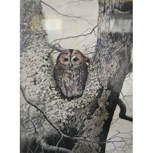 2025 - Jeff Gilberthorpe (b. 1939): ink and watercolour wash, owl perching in a tree, dated 88, 29 x 38 cm,... 