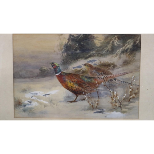 2035 - James Stinton (1870-1961): a pair of watercolours, game birds (pheasants and mallards), each 37 x 24... 