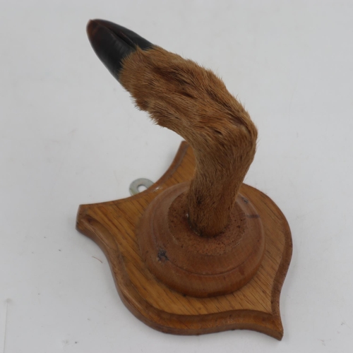 341 - Stag hoof coat hook, H: 15 cm. UK P&P Group 1 (£16+VAT for the first lot and £2+VAT for subsequent l... 