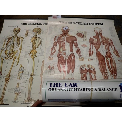 1351 - Four educational anatomy diagrams. Not available for in-house P&P