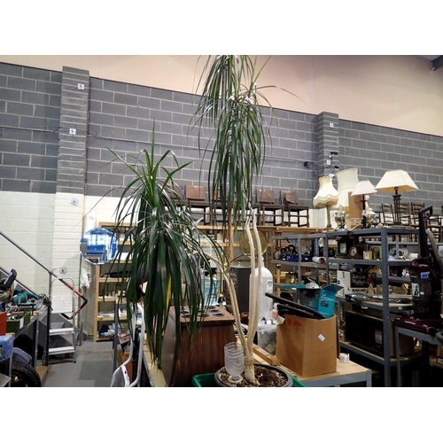 1901 - Large potted Dragon plant. Not available for in-house P&P