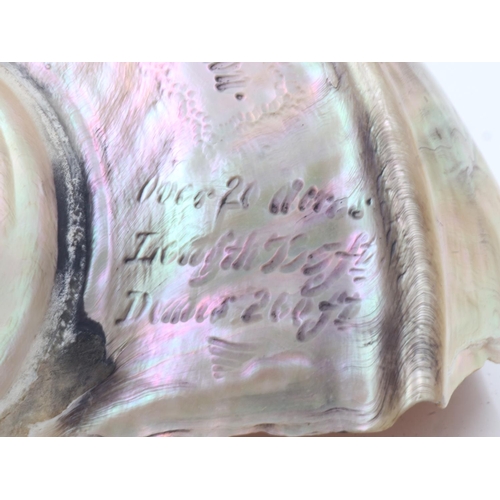 102 - Great International Exhibition 1862 carved conch shell, L: 13 cm, W: 14 cm. UK P&P Group 1 (£16+VAT ... 