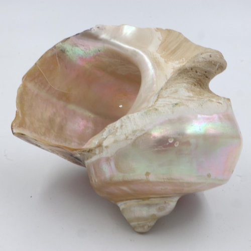 102 - Great International Exhibition 1862 carved conch shell, L: 13 cm, W: 14 cm. UK P&P Group 1 (£16+VAT ... 