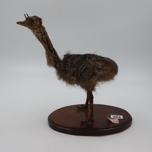 364 - Ostrich chick taxidermy on wooden stand, the taxidermy study looks to be in good overall condition, ... 