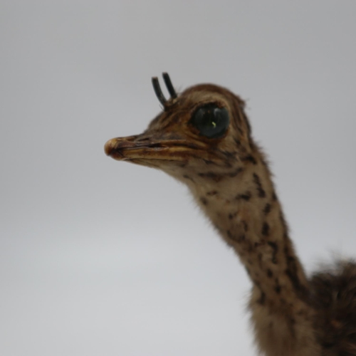 364 - Ostrich chick taxidermy on wooden stand, the taxidermy study looks to be in good overall condition, ... 