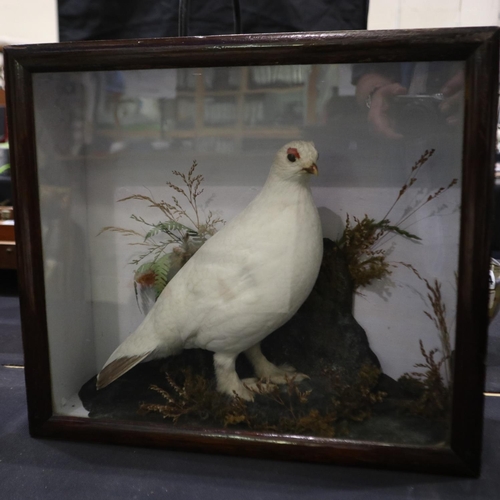 365 - Edwardian taxidermy study of a Lagopus Muta Hyperborea, case 44 x 15 x 38cm H, the study and foliage... 