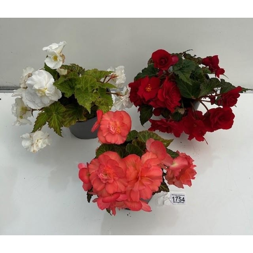 1754 - Three large Begonias. Not available for in-house P&P