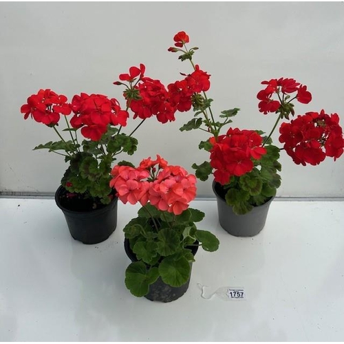 1757 - Three large Geraniums. Not available for in-house P&P