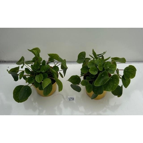 1759 - Two Money Plants - Houseplants. Not available for in-house P&P