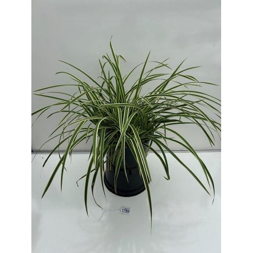 1760 - Care Evergreen Grass. Not available for in-house P&P