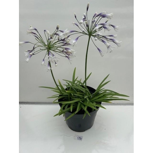 1761 - Beautiful perennial Agapanthus. Not available for in-house P&P