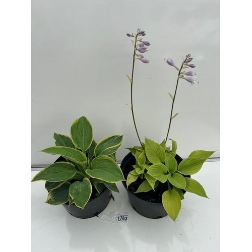 1763 - Two Perennial Hosta's. Not available for in-house P&P