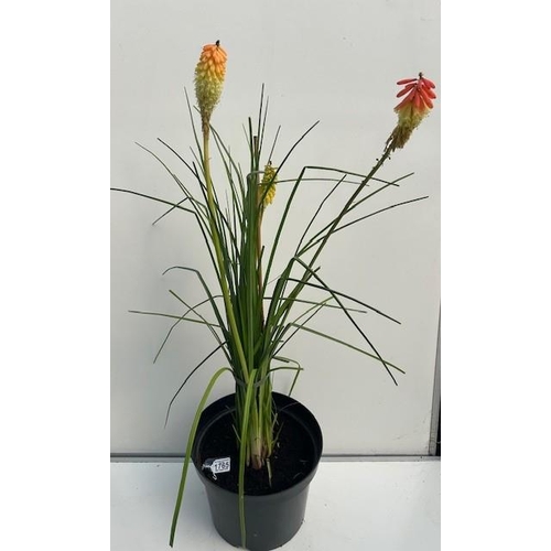 1765 - Perennial Red Hot Poker. Not available for in-house P&P