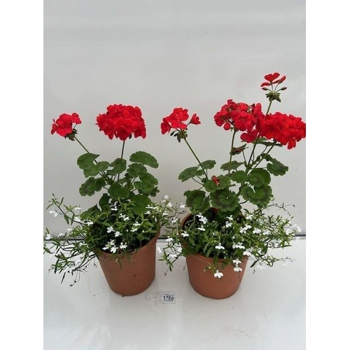 1769 - Two Geranium planted pots. Not available for in-house P&P