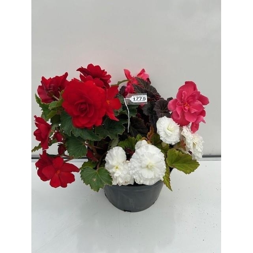 1775 - Large Begonia planted pot. Not available for in-house P&P