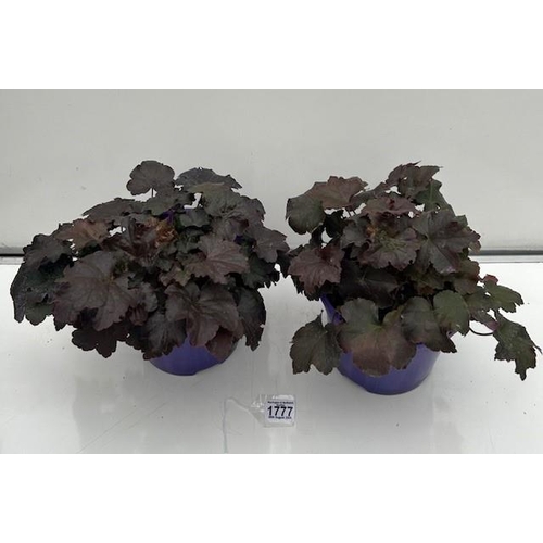 1777 - Two Purple Palace Heuchera. Not available for in-house P&P