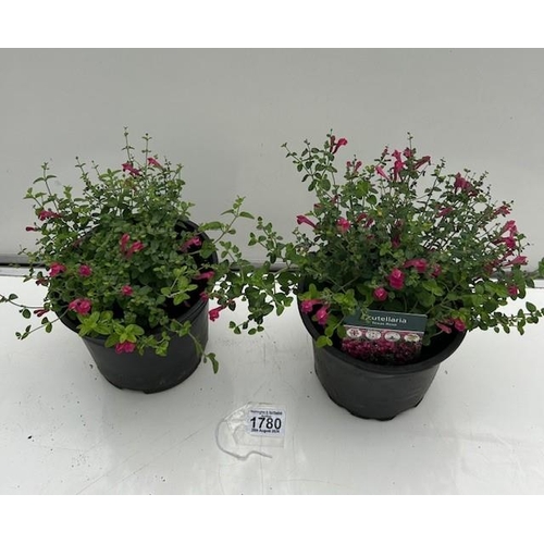 1780 - Two perennial Texas Rose. Not available for in-house P&P