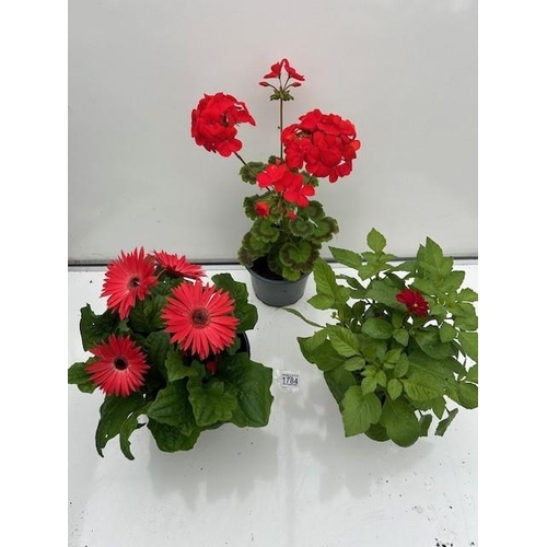 1784 - Three summer pots. Gerbera, Dahlia and Geranium. Not available for in-house P&P