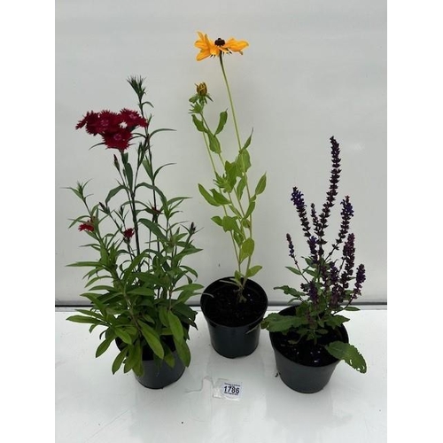 1786 - Three perennial pots. Not available for in-house P&P