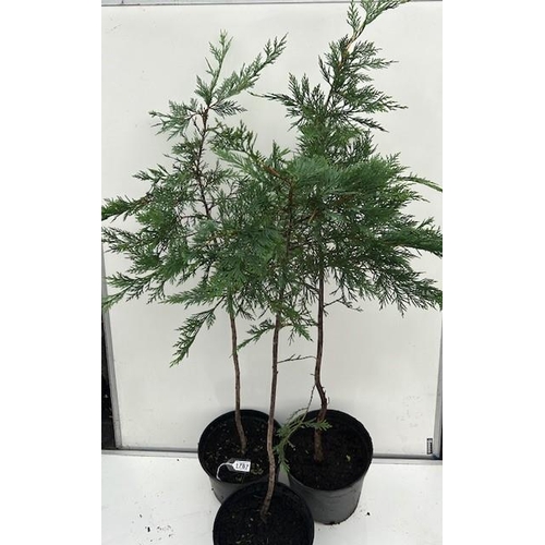 1787 - Three conifers. Not available for in-house P&P