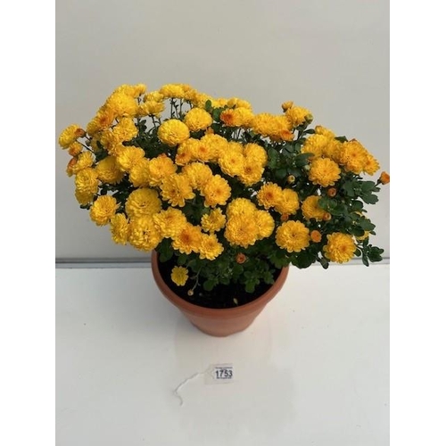 1753 - Scented perennial Chrysanthemum. Not available for in-house P&P