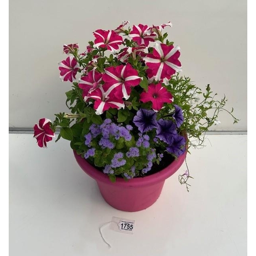 1755 - lourful summer pink planted pot. Not available for in-house P&P