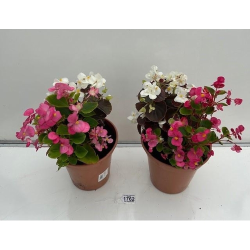 1762 - Two Begonia Planted Pots. Not available for in-house P&P