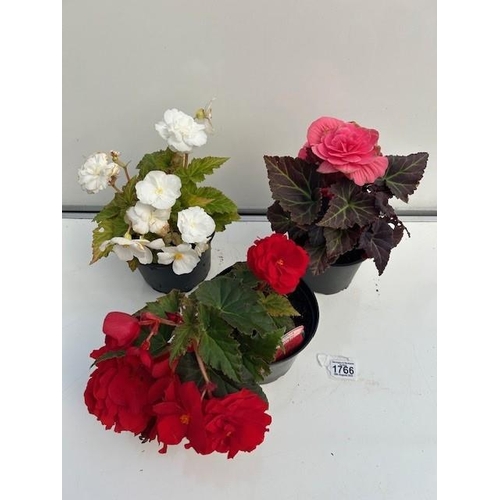 1766 - Three large Begonias. Not available for in-house P&P