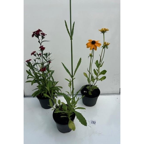 1767 - Three Perennial Pots. Sweet William, Verbena and Black-eyed Susan. Not available for in-house P&P