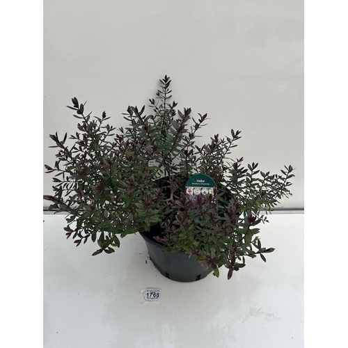 1768 - Raspberry Chocolate Hebe Shrub. Not available for in-house P&P