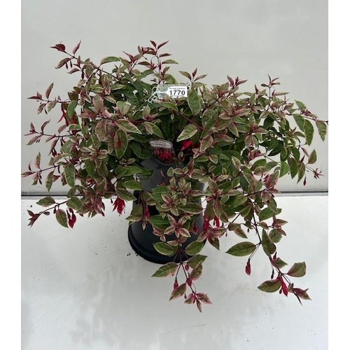 1770 - Large Tom West Hardy Bush Fuchsia. Not available for in-house P&P