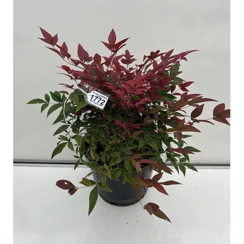 1772 - Nandini - All year colour Shrub. Not available for in-house P&P