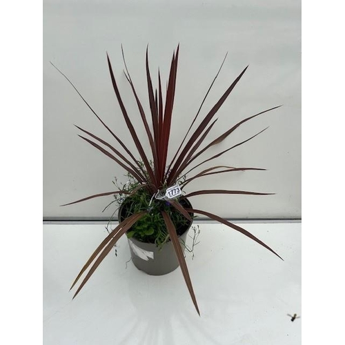 1773 - Cordyline planted pot. Not available for in-house P&P