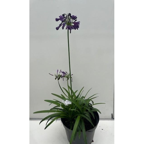 1778 - Beautiful perennial Agapanthus. Not available for in-house P&P