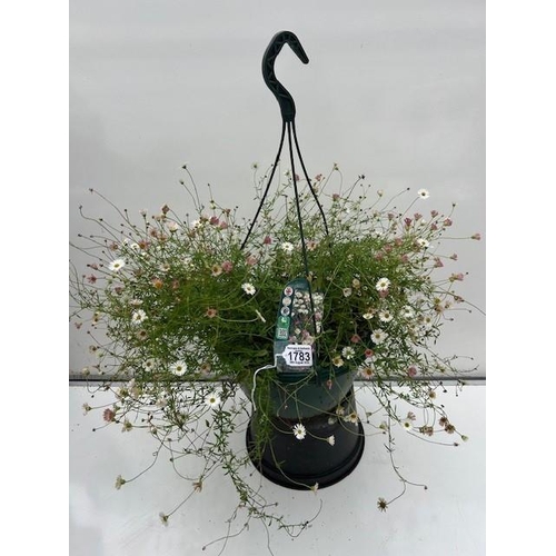 1783 - Perennial Stallone Erigeron hanging basket. Not available for in-house P&P