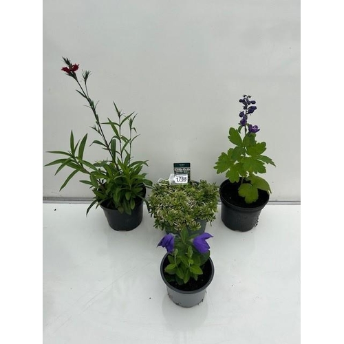 1788 - Four perennial pots, Delphinium, Dianthus, Arabia and Bellflower. Not available for in-house P&P