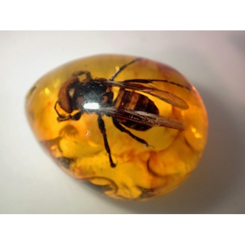 1081 - Hornet preserved in amber resin. UK P&P Group 1 (£16+VAT for the first lot and £2+VAT for subsequent... 