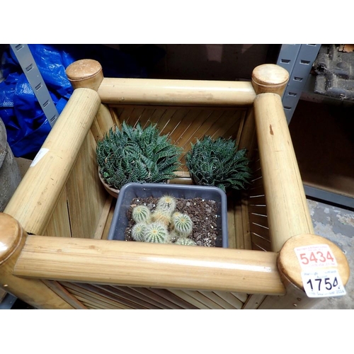 1754 - Vintage bamboo planter with cacti and two potted perennial Aristaloe plants. Not available for in-ho... 