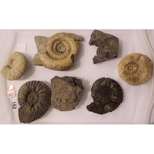 162 - Seven large ammonite specimens, largest L: 14 cm. Not available for in-house P&P