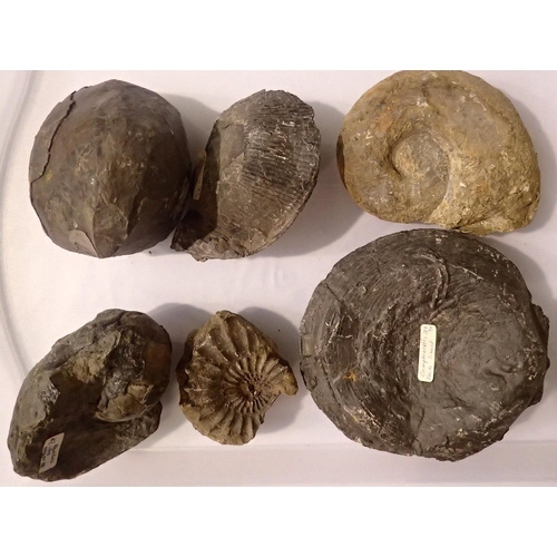 164 - Six large ammonite specimens, largest D: 16 cm. Not available for in-house P&P