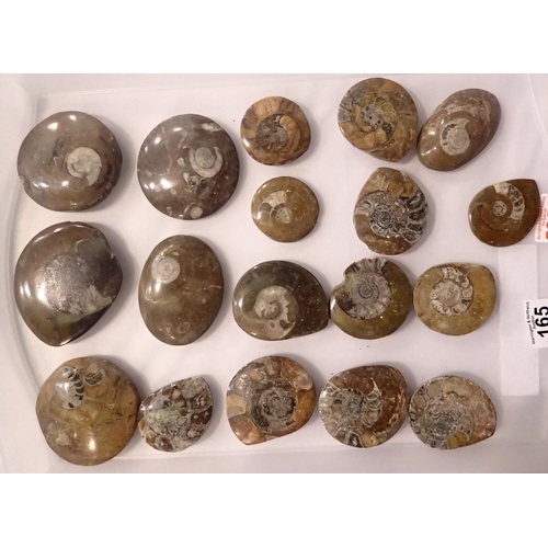 165 - Eighteen polished ammonite specimens, largest D: 12 cm. Not available for in-house P&P