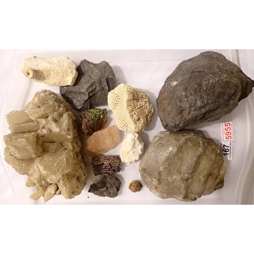 167 - Natural History: a collection of rock and mineral samples, including fossils. Not available for in-h... 