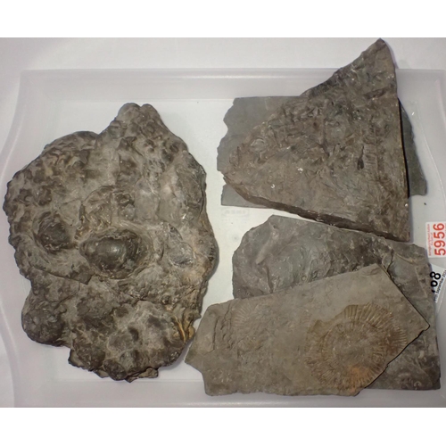 168 - Five large mixed fossil specimens, largest L: 30 cm. Not available for in-house P&P