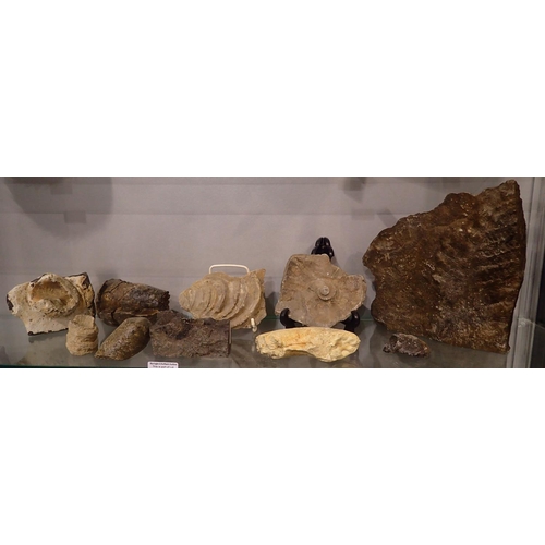 168C - Collection of mixed fossil specimens including ferns and shellfish. Not available for in-house P&P