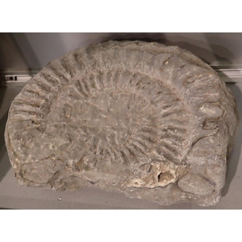 168G - Large fossil ammonite specimen, L: 26 cm. Not available for in-house P&P