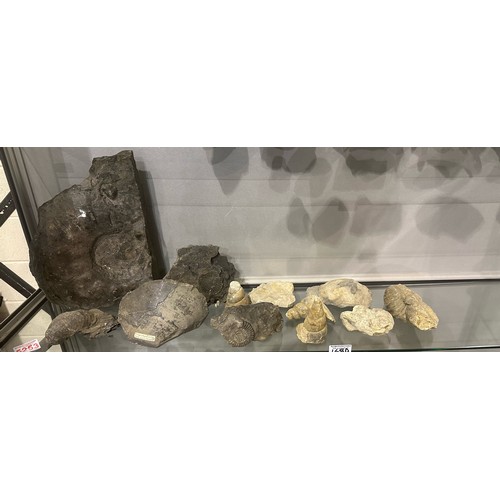 168D - Collection of mixed fossil specimens including ammonites. Not available for in-house P&P