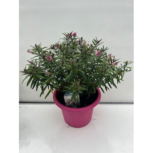 1726 - Large pink flowering Evergreen Strawberries and Cream Hebe. Not available for in-house P&P