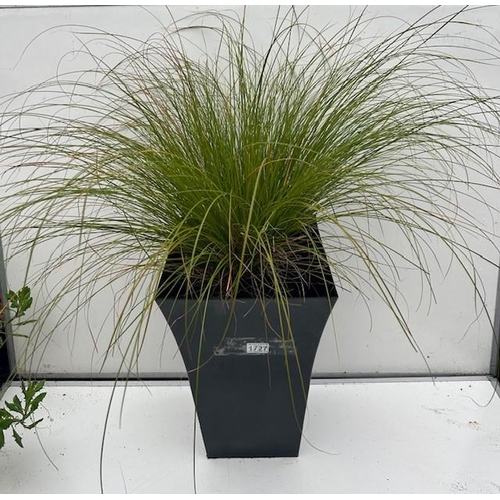 1727 - Stunning evergreen Carex grass in tall black plater. Not available for in-house P&P