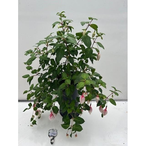 1730 - Hardy Happy Wedding Day Fuchsia. Not available for in-house P&P